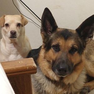 Meet your Posher, Evelyn